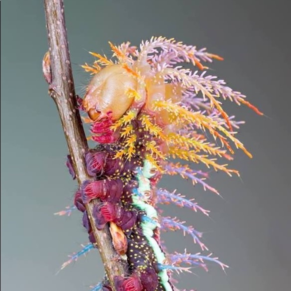 Meet your Posher, Melissa